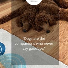 Poodle Puppies from Forever Summer Standard Poodles