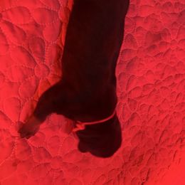 Red Collar (M) - Black and rust male Rottweiler puppy in San Antonio, Texas from VHWilliamsRottweilers