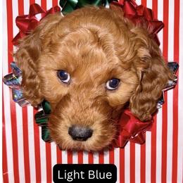 Light Blue Girl - Red  female Goldendoodle puppy in Greensfork, Indiana from Fishermen’s Doodles