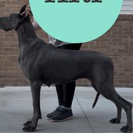 Ari - Great Dane