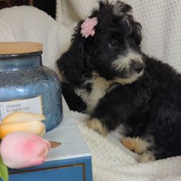 Bubbles - Black and white female Bernedoodle puppy in Shiloh, Georgia from Doodle Mountain