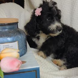 Bubbles - Black and white female Bernedoodle puppy in Shiloh, Georgia from Doodle Mountain