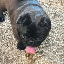 Nina - Pug