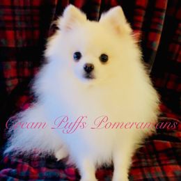 Wilson - Pomeranian