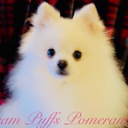 Wilson - Pomeranian