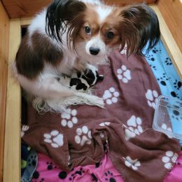 "Zoe and her new litter of 4, July 2022" Papillon All Grown Up from Suzanne Johnson Papillons
