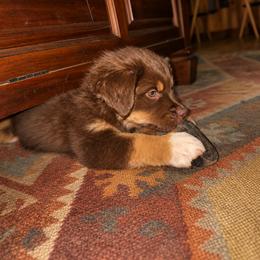 Australian Shepherd Puppies from McElroy Homestead Austrailian Shepherds