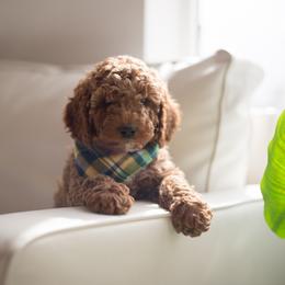 Goldendoodle Puppies from Dashing Doodle Pups