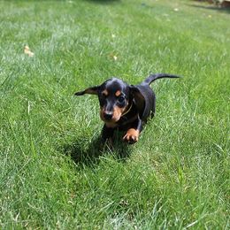 Girl 3 - Black and tan female Dachshund puppy in Craig, Colorado from Rocky Mountain Shih Tzus and Dry Creek Miniature Dachshunds