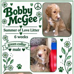 Bobby McGee - Apricot male Goldendoodle puppy in Frostproof, Florida from Lover Dover Doodles