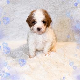 Aspen - Parti male Goldendoodle puppy in Kissimmee, Florida from Poodle Doodle Kennels