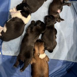 Shih Tzu puppies from Hilltop Shih Tzus