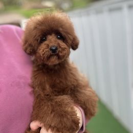 Poodle puppies from Lavish Poodles