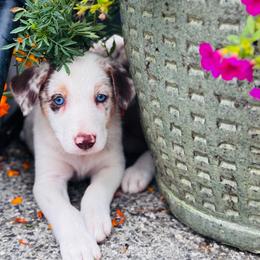Girl 1 - Red merle - Red merle female Border Collie puppy in Minden, Iowa from Rocking N Registered Border Collies & Labradors