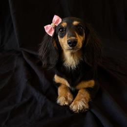 Benelli - Dachshund