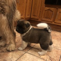 Akita Puppies from Gallant Akitas