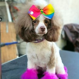 Cinnamon Toast Crunch - Poodle