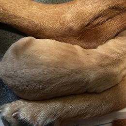 Female 5th Pick - Yellow Labrador Retriever puppy in Muskegon, Michigan from Punches Paws Labradors