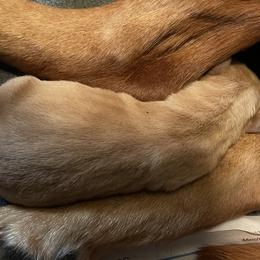 Female 5th Pick - Yellow Labrador Retriever puppy in Muskegon, Michigan from Punches Paws Labradors