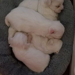 Maltese Puppies from Michigan Maltese Puppies