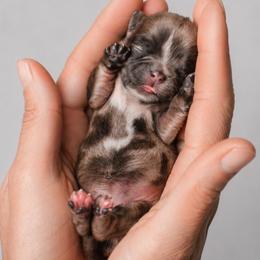 Shihpoo Puppies from The Teddybear Shihpoo