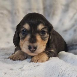 Cedar - Black and cream male Dachshund puppy in Pasco, Washington from Loyal Lil Dachshunds