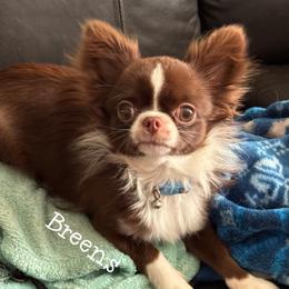 Zeva - Chihuahua