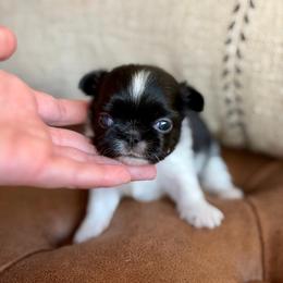Mighty -6500 - Black and white male Chihuahua puppy in Beaumont, Texas from Down south pups