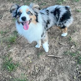 River - Toy Australian Shepherd