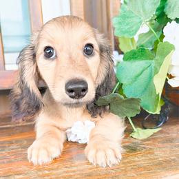 Rocky 3750 - Cream male Dachshund puppy in Sylvania, Alabama from Yancey’s Doxies