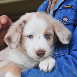 Sundance - Red merle Miniature Australian Shepherd puppy in Oregon from Locust Grove Mini Aussies and American shepherds