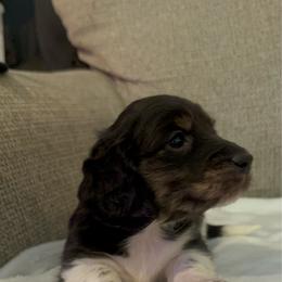 George - Piebald male Dachshund puppy in Avinger, Texas from Lone Star Longhair Dachshunds