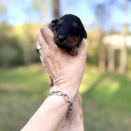 Baby Girl Red - Black and tan female Airedale Terrier puppy in Mooresville, North Carolina from Farm 55