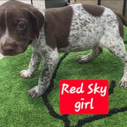 Sky's red girl - Liver roan female German Shorthaired Pointer puppy in Dahlonega, Georgia from Pointer Mountain Bird Dogs
