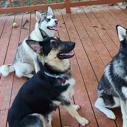 Alaskan Huskies and Companion Crosses from T&L Kennels