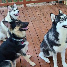 Alaskan Huskies and Companion Crosses from T&L Kennels
