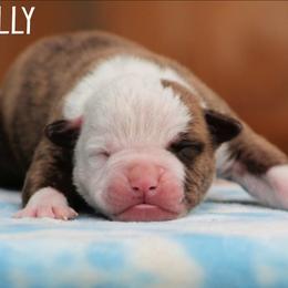 Jake Sully - White and brindle male American Bulldog puppy in Vancouver, Washington from Blackwell's American & French Bulldogs