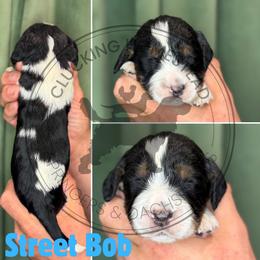 Street Bob - Black white and tan male English Springer Spaniel puppy in Fond Du Lac, Wisconsin from Clucking Homestead Springers & Dachshunds