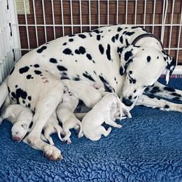 Dalmatian puppies from Gateway Farm Dalmatians