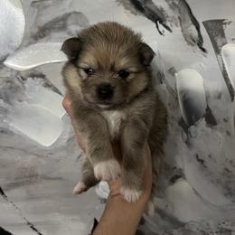Pomeranian Puppies from Divine Valley Poms