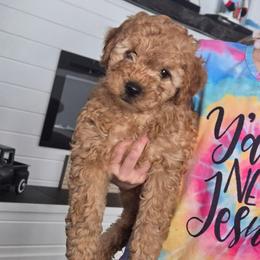 Yellow Collar - Red  male Goldendoodle puppy in Archbold, Ohio from Wurster's Mini Wee Doodles
