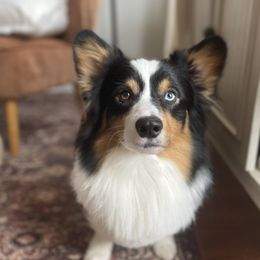Goose - Pembroke Welsh Corgi