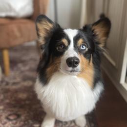 Goose - Pembroke Welsh Corgi