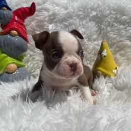 Lucy - Red female Boston Terrier puppy in Manchester, Iowa from Stogdill's Baby Bullies