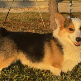 Australian Shepherds and Companion Crosses from RussKris Farms Aussies & Corgis