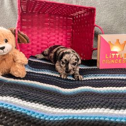 Goldendoodle Puppies from The Dood Effect