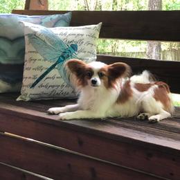 Papillons and Pomeranians from Mama's Pride Poms and Paps