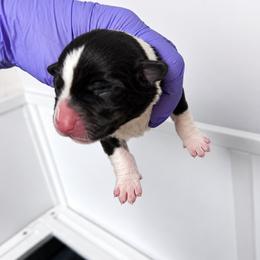 Abilene - Black and white female Cardigan Welsh Corgi puppy in Kerens, West Virginia from Leather & Lace