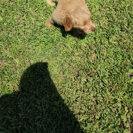 Goldendoodle Puppies from Costa's Curly Canines