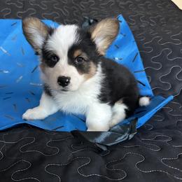 Shadow - Pembroke Welsh Corgi puppy from Hickory Springs Corgis